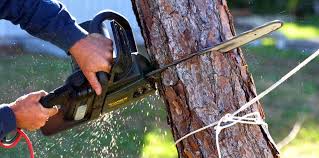 How Our Tree Care Process Works  in  Wapello, IA